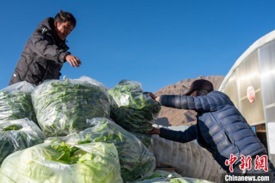 人勤春早西藏白朗县蔬菜大棚内一片忙碌